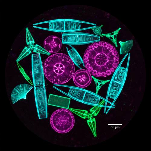 A cluster of glowing diatoms in many shapes, like tiny glass jewels, in a round microscope field, a '50 µm' scale bar. Straight on. Cyan, magenta and green on black. Wondrous. Fluorescence micrograph image: a black background with neon-stained cells, diatoms or crystals glowing cyan, magenta and green, seen through a round microscope field, fine scientific detail, a small white '50 µm' scale bar in a corner. Scientific and beautiful.
