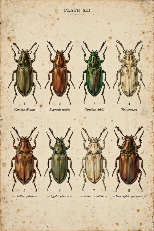 A plate of eight beetles in two neat rows, each with a number and a small label, the heading 'PLATE XII' at the top. Straight on. Olive, rust, iridescent green and cream. Curious and orderly. Vintage naturalist field guide plate: finely engraved, hand-tinted illustrations of specimens arranged neatly on one page, small numbers beside each, tiny serif labels with made-up Latin names, a plate number at the top, khaki, olive, cream and rust, aged paper with light foxing spots. Scientific, calm and orderly.