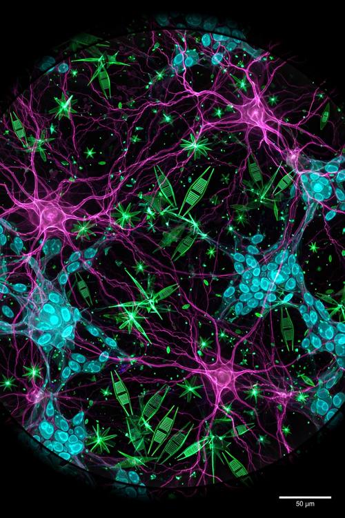 A phone wallpaper of neon-stained cells and branching neurons glowing in the dark, no text. Vertical, full bleed. Cyan, magenta and green on black. Scientific and beautiful. Fluorescence micrograph image: a black background with neon-stained cells, diatoms or crystals glowing cyan, magenta and green, seen through a round microscope field, fine scientific detail, a small white '50 µm' scale bar in a corner. Scientific and beautiful.