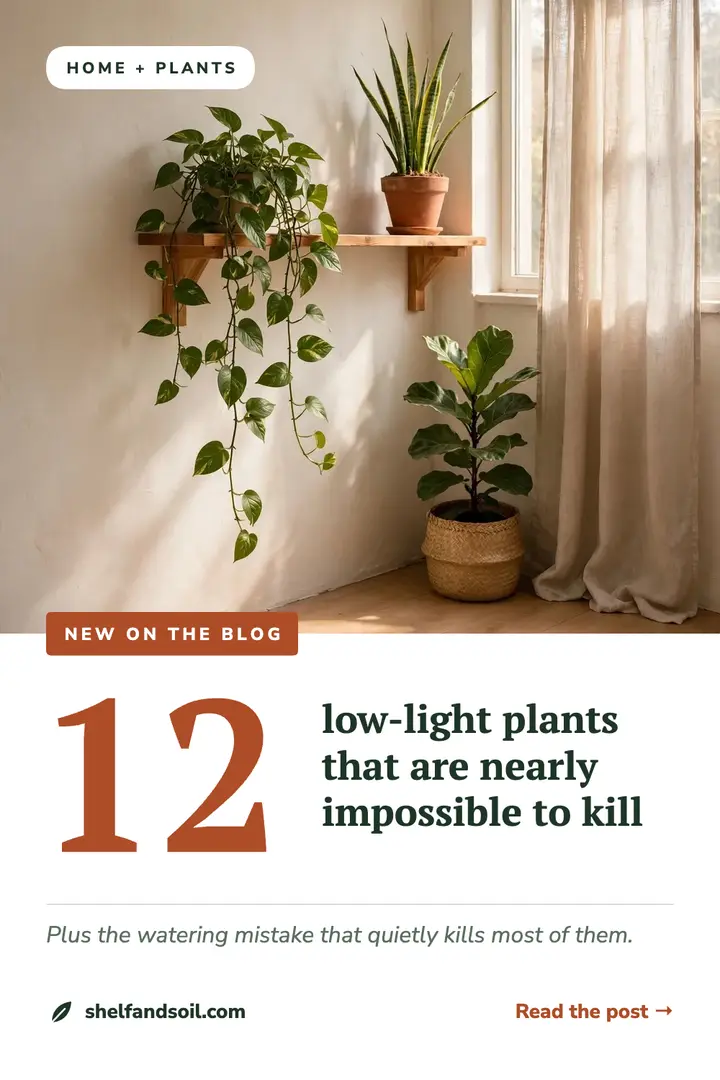 Low-light plants blog pin template
