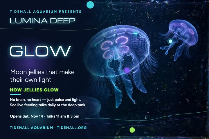 Lumina Deep jellyfish show postcard template