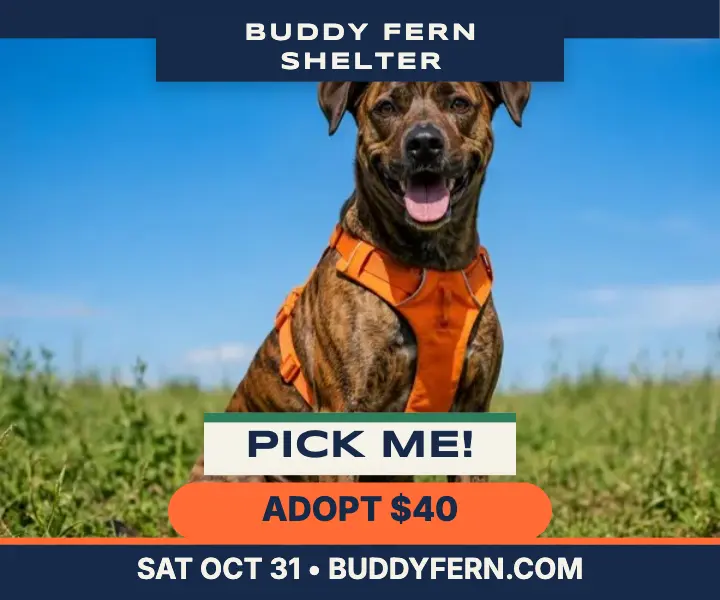 Buddy Fern brindle pup adoption ad template