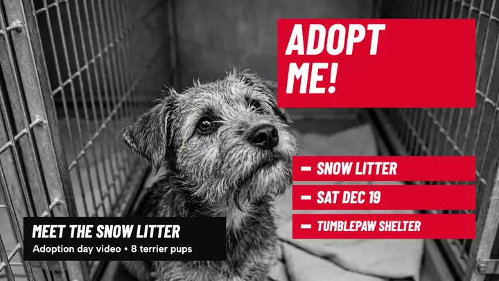 Tumblepaw Snow Litter adoption thumbnail template