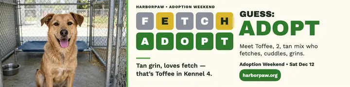 Harborpaw adoption word puzzle banner: adoption linkedin banner template