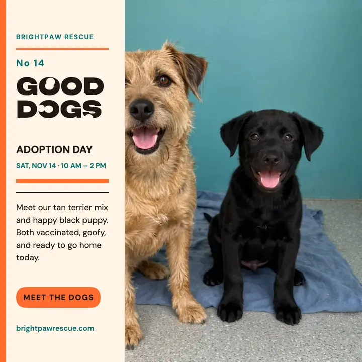 Brightpaw adoption day good dogs post: pet adoption day post template