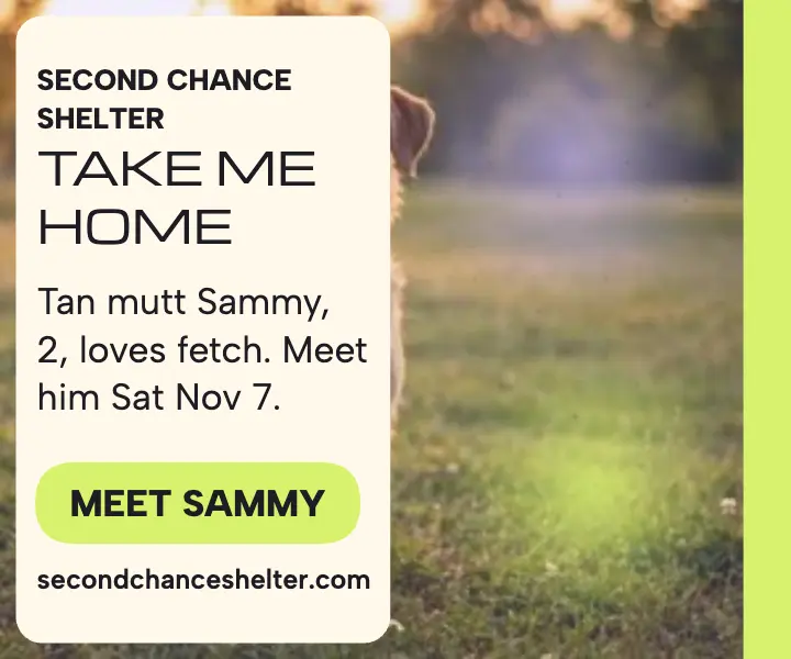 Second Chance Shelter adoption day haze ad template