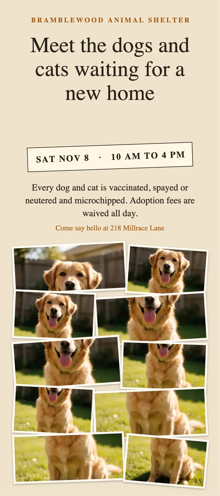 Bramblewood adoption day rack card: pet adoption day rack card template
