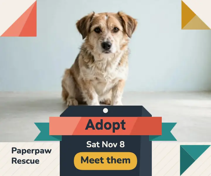 Paperpaw Rescue adoption day ad, origami fold template
