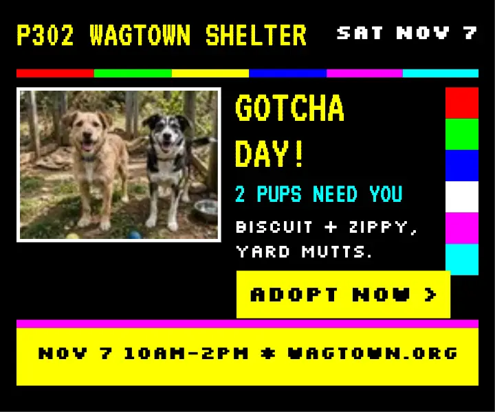 Wagtown Shelter gotcha day teletext ad template