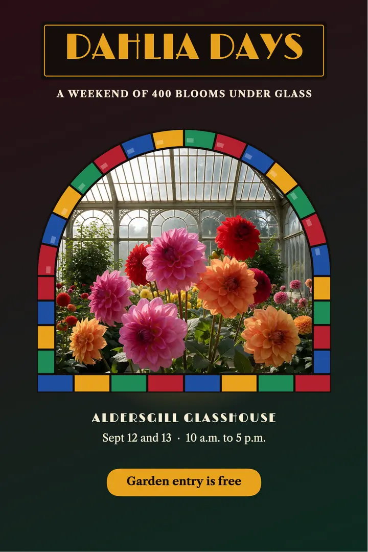 Dahlia festival, stained glass poster: dahlia festival poster template