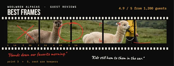Woolwren alpaca walk guest reviews cover template