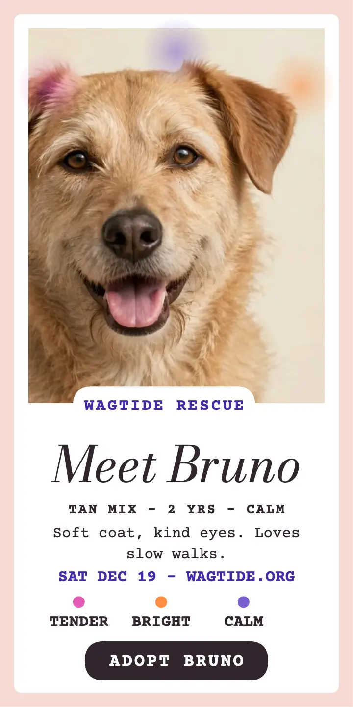 Bruno tan rescue dog aura adoption ad: dog adoption ad template
