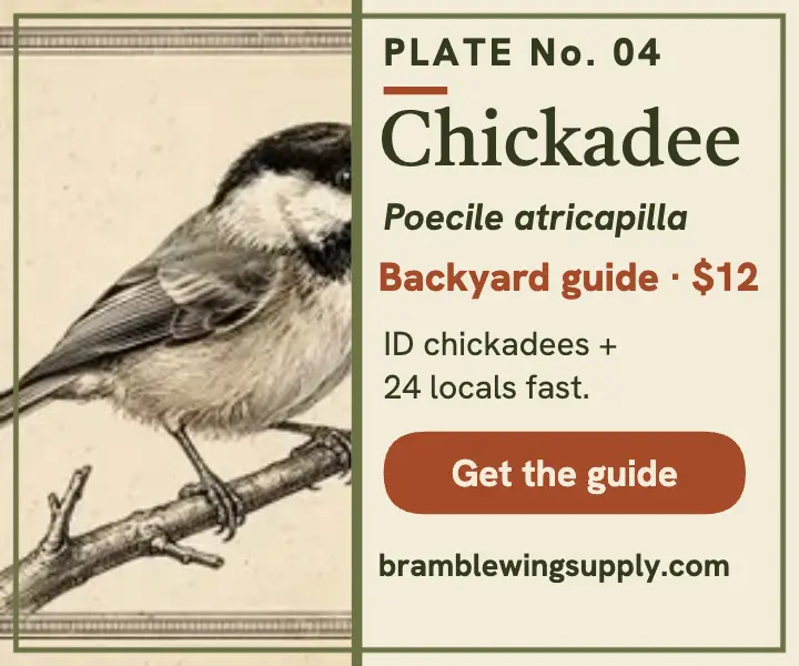 Bramblewing backyard bird guide ad template
