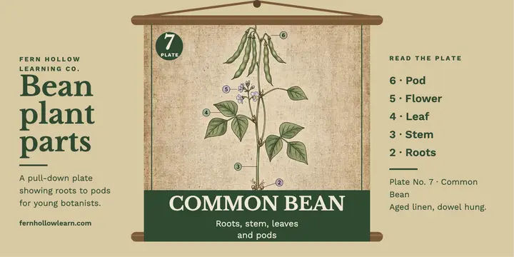 Plate No. 7 Common Bean wall chart template