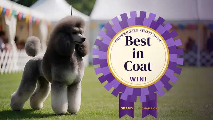 Best in coat dog show rosette thumbnail template