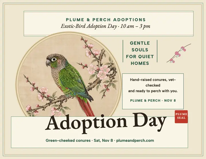 Plume and Perch parrot adoption day flyer: bird adoption flyer template