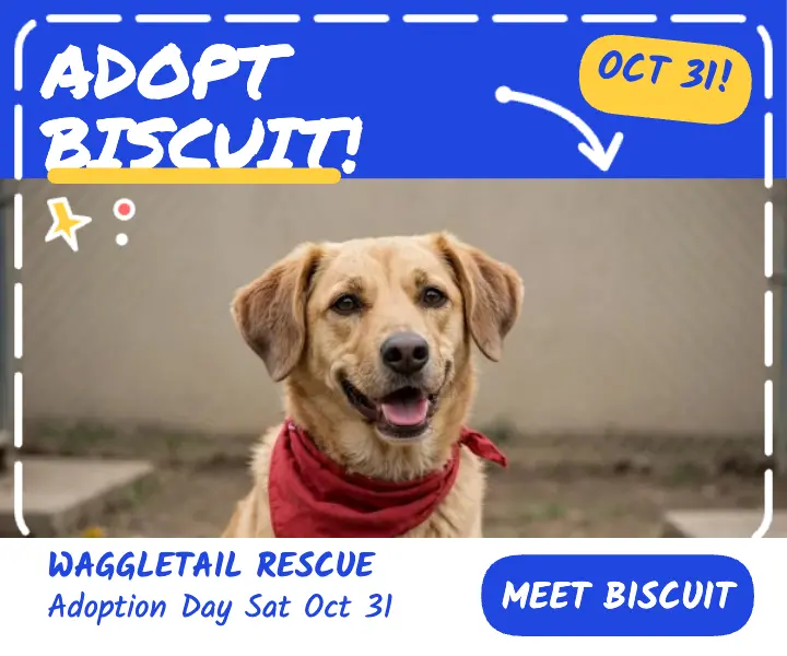 Waggletail Rescue adopt Biscuit paint-pen ad template
