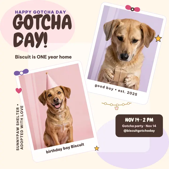 Biscuit gotcha day photocard post template