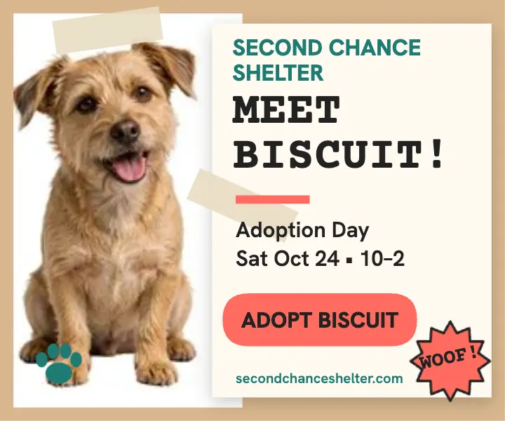 Second Chance Shelter adoption day collage ad template