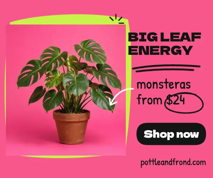 Pottle & Frond monstera ad, scribbled cutout template