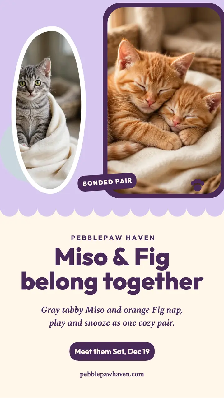 Miso and Fig bonded kittens story: kitten adoption story template