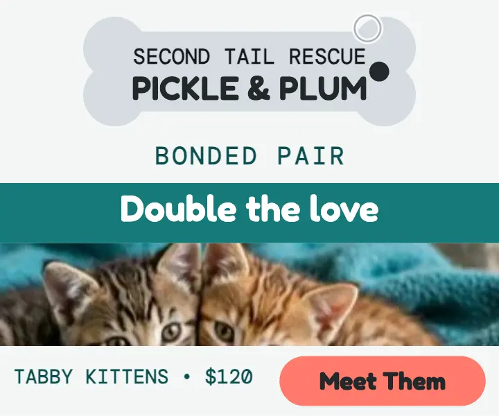 Pickle and Plum bonded kittens adoption ad template