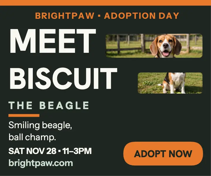 Brightpaw beagle adoption day inline photo ad template