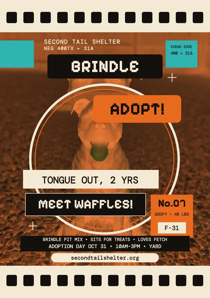 Waffles brindle pup negative adoption flyer: dog adoption flyer template
