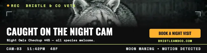 Bristle night cam vet billboard template