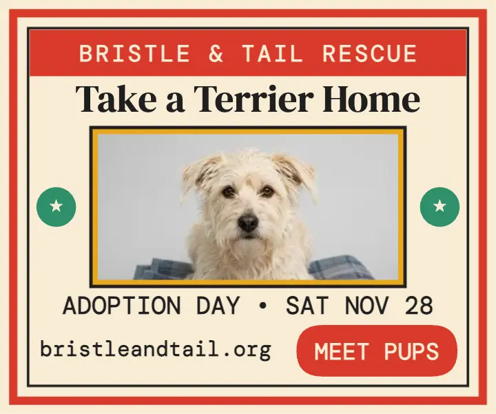 Bristle and Tail terrier adoption matchbox ad template