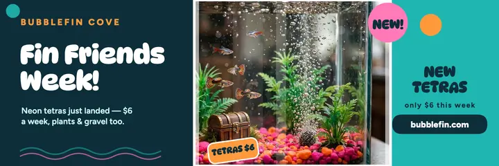 Bubblefin Cove fish tank header: aquarium shop header template