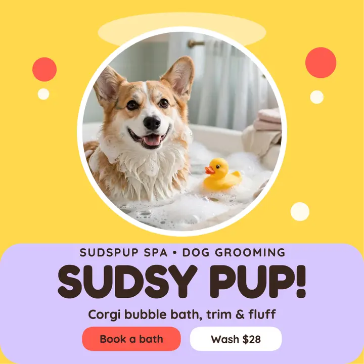 Sudspup corgi bubble bath post template