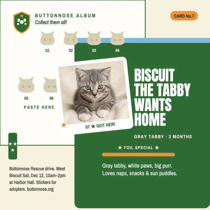 Buttonnose kitten album adoption post: pet adoption post template