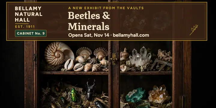 Bellamy beetles and minerals cabinet post template