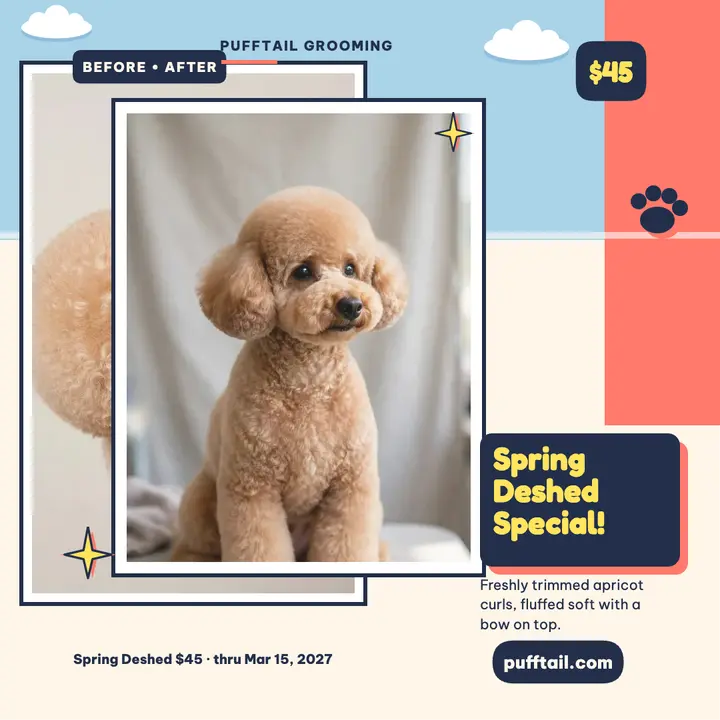 Pufftail spring deshed poodle post template