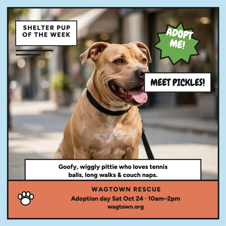 Pickles shelter pittie adoption post template