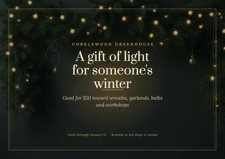 Cobblewood Greenhouse holiday gift certificate, moody glow template