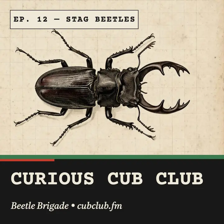 Curious Cub Club beetle podcast cover template