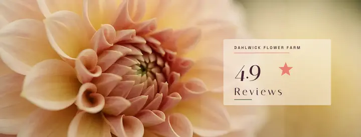 Dahlwick flower farm review cover: flower farm reviews facebook cover template
