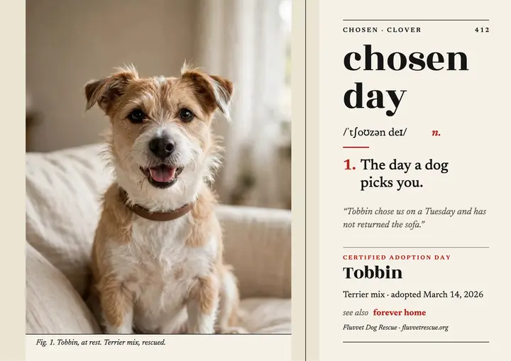 Rescue dog adoption day dictionary certificate template