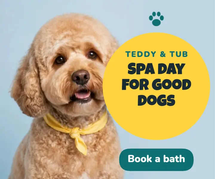 Dog grooming ad template