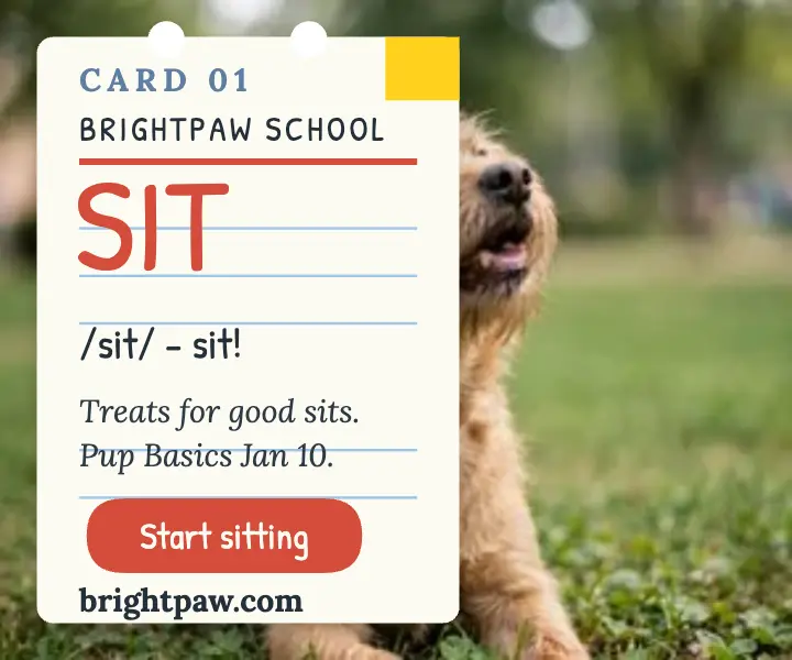 Brightpaw dog training flash card ad template