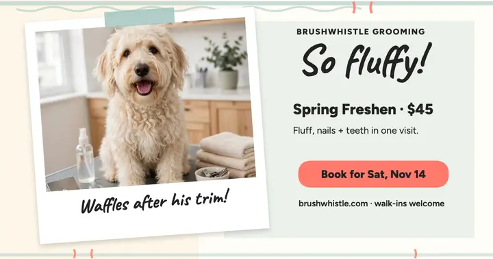 Brushwhistle doodle freshen-up instant post template