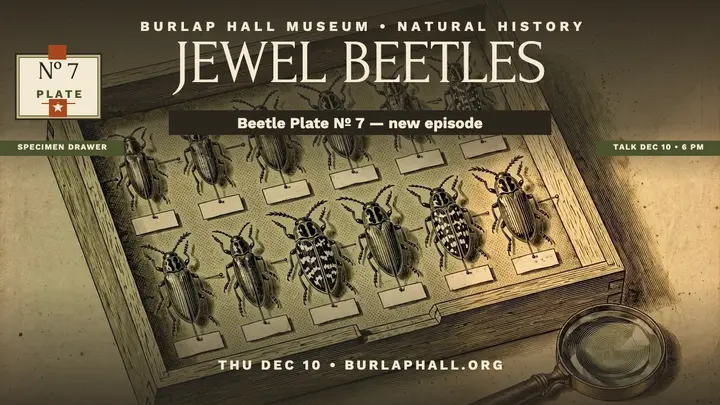 Burlap Hall jewel beetles episode thumbnail template