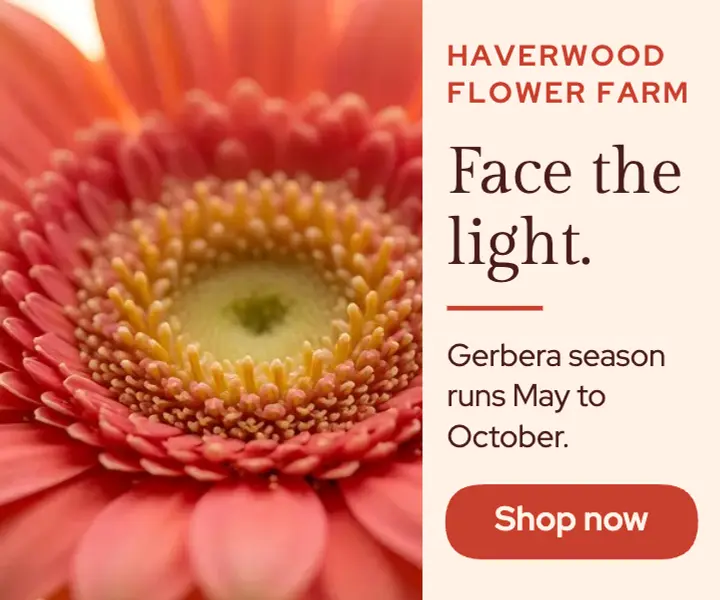 Haverwood gerbera Face the light display ad template