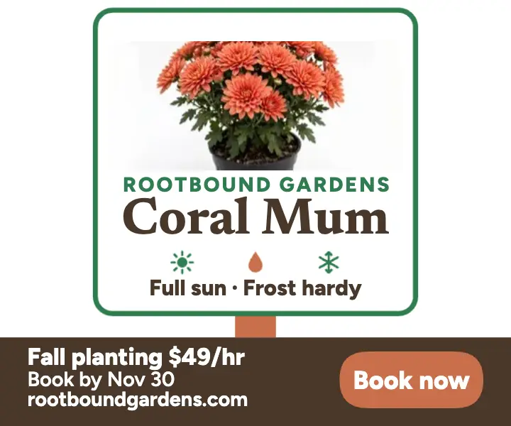 Rootbound fall mum planting tag ad: fall planting ad template