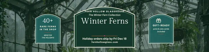 Fern Hollow holiday fern collection banner template