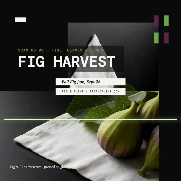 Fig and Flint fig harvest scan: fig harvest post template