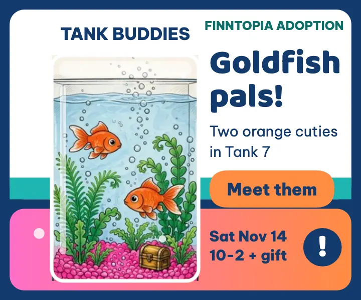 Finntopia goldfish adoption ad template