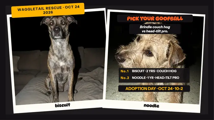Waggletail goofball adoption showdown template